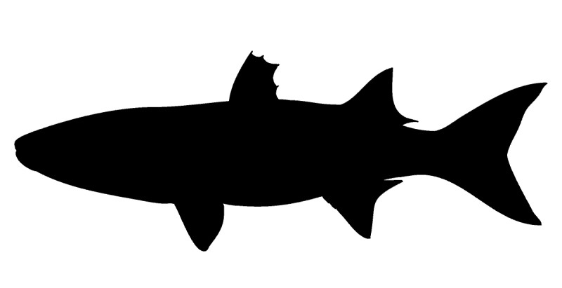 Mullet silhouette.