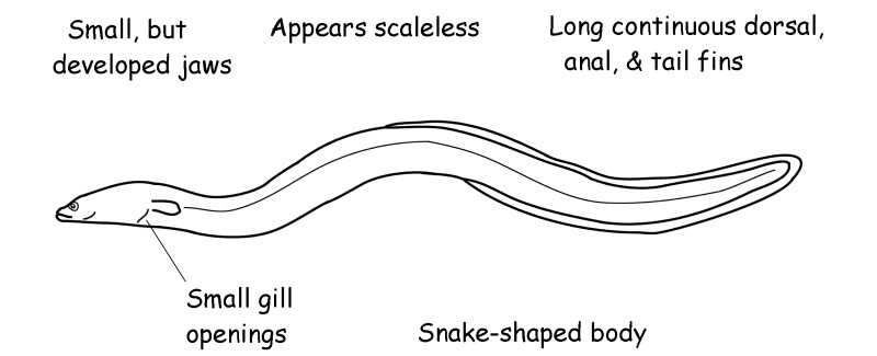 Freshwater eel characteristics.