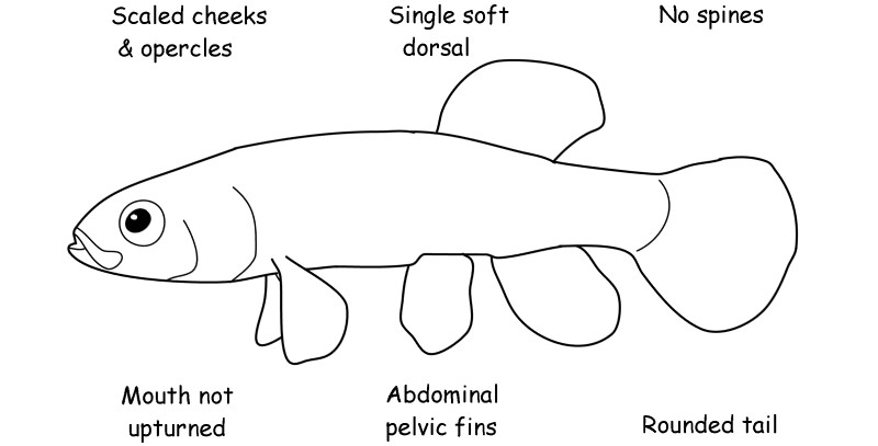 Mudminnow characteristics.