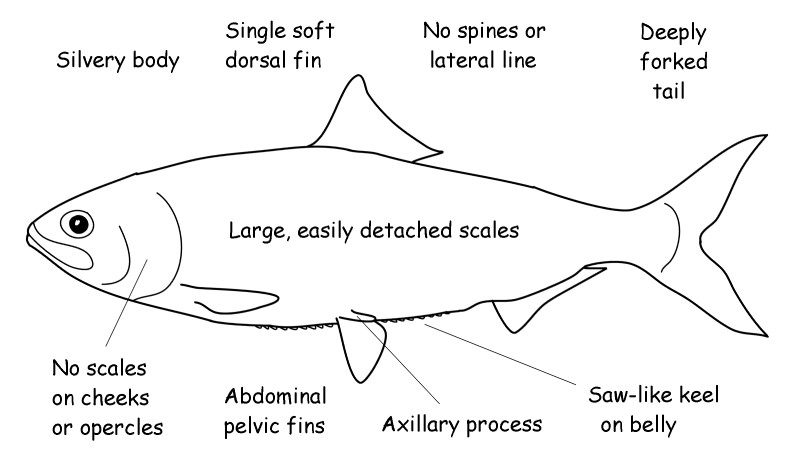 Herring characteristics.