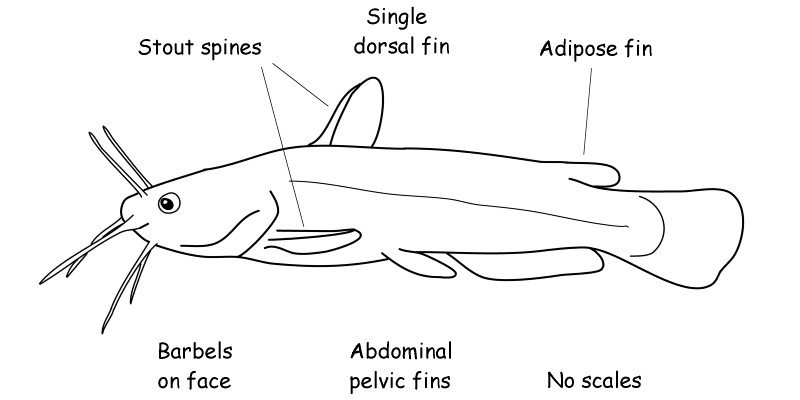 Catfish and bullhead characteristics.