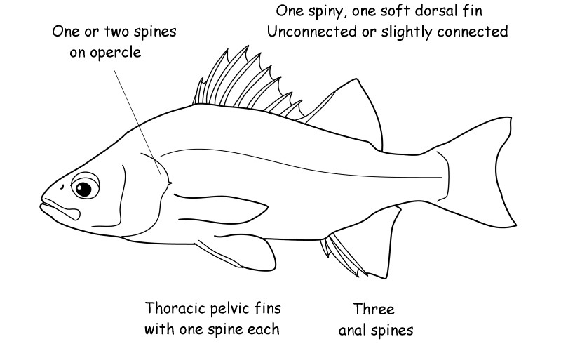 Temperate bass characteristics.