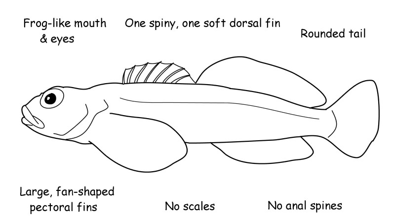 Sculpin characteristics.