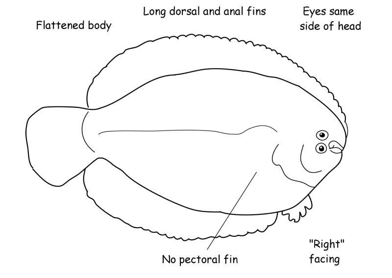 American sole characteristics.