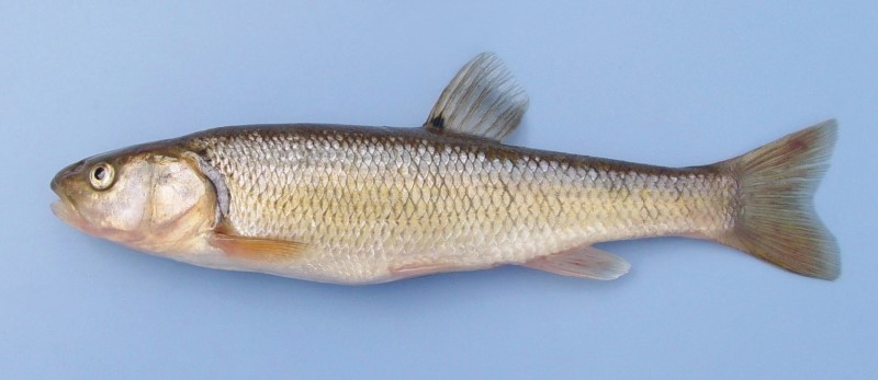 16 cm creek chub.