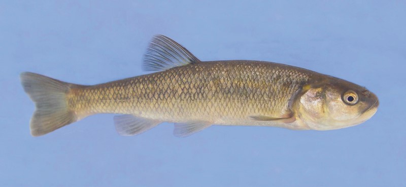 17 cm creek chub in a tank.