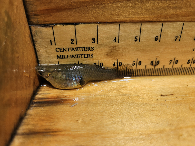 Eastern Mosquitofish on a Measuring Board