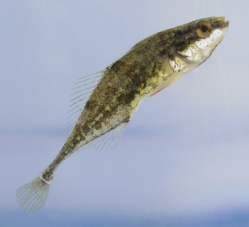 Fourspine stickleback in a tank.