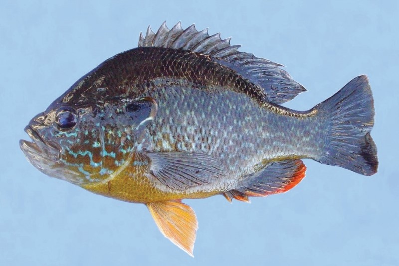 Green sunfish pumpkinseed hybrid.