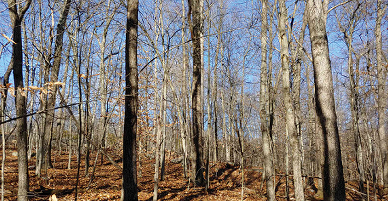 Oak Shelterwood Before