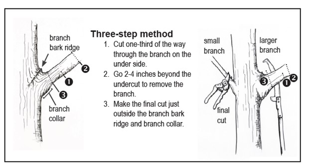 Pruning method