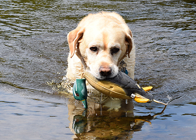 Labrador retriever with a decoy.