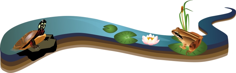 graphic of a turtle on a rock and a frog on a lily pad in a river.