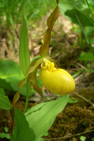 Yellow Lady's-slipper