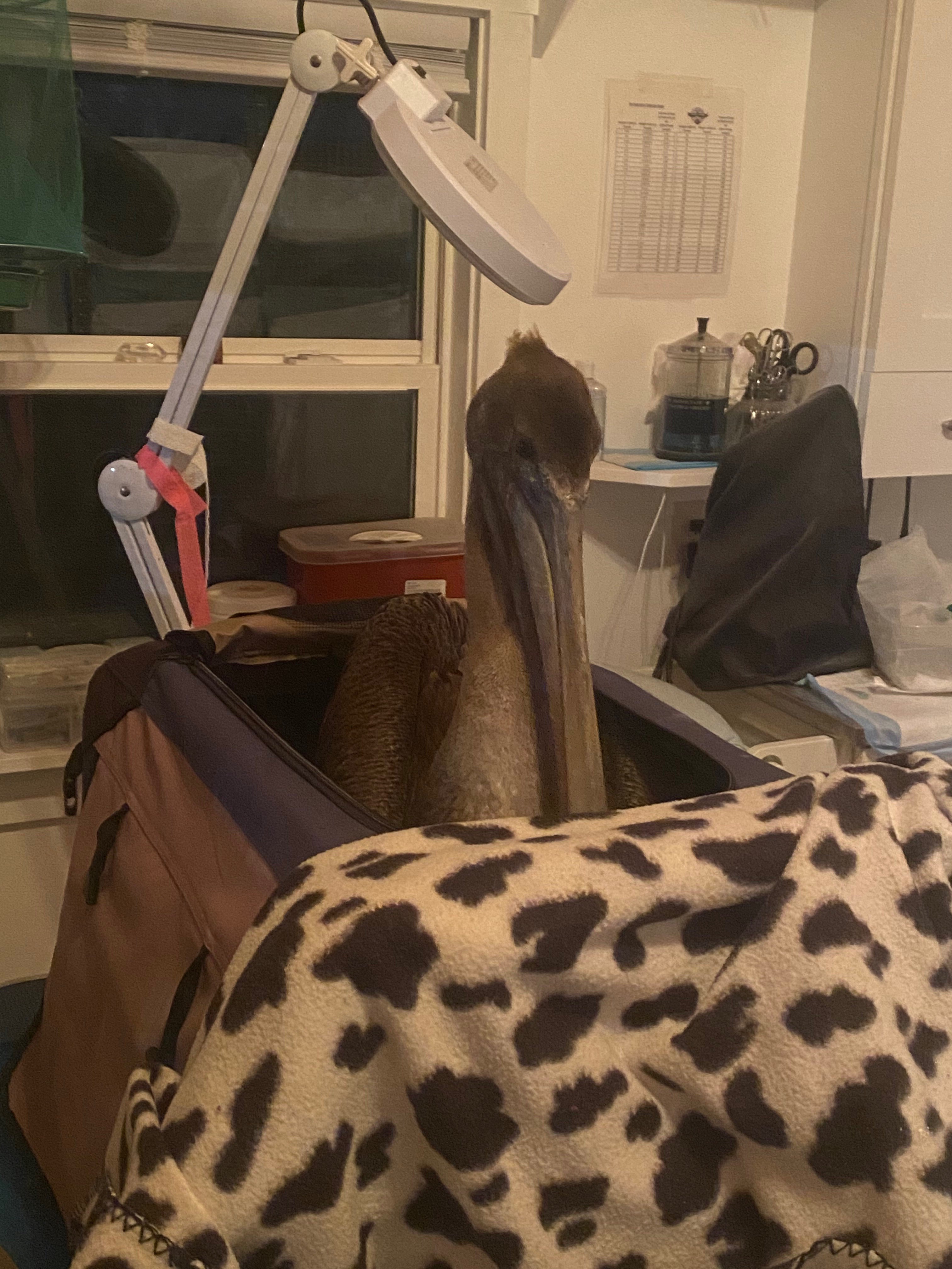 as the pelican has been rehabilitating over the last few days