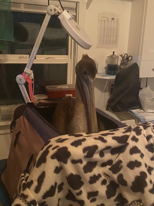as the pelican has been rehabilitating over the last few days