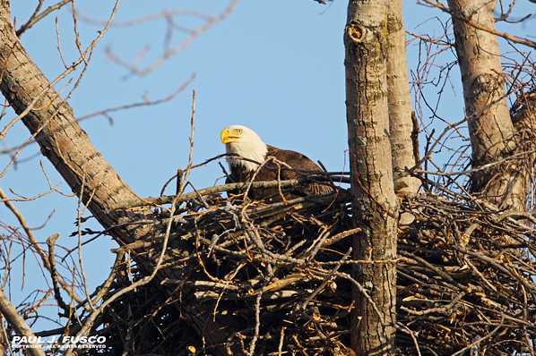 Bald Eagle Nest