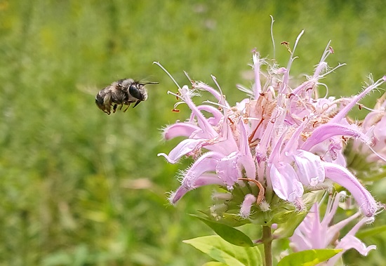 Orange-tipped Wood Digger Bee. Photo by David Mantack.