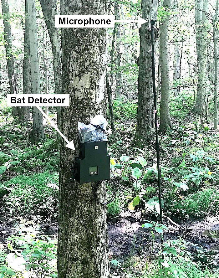 Bat Detector