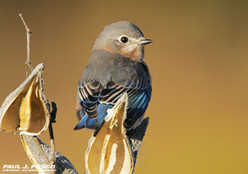 Eastern Bluebird