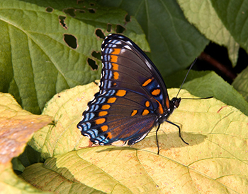 Red-spotted purple butterfly