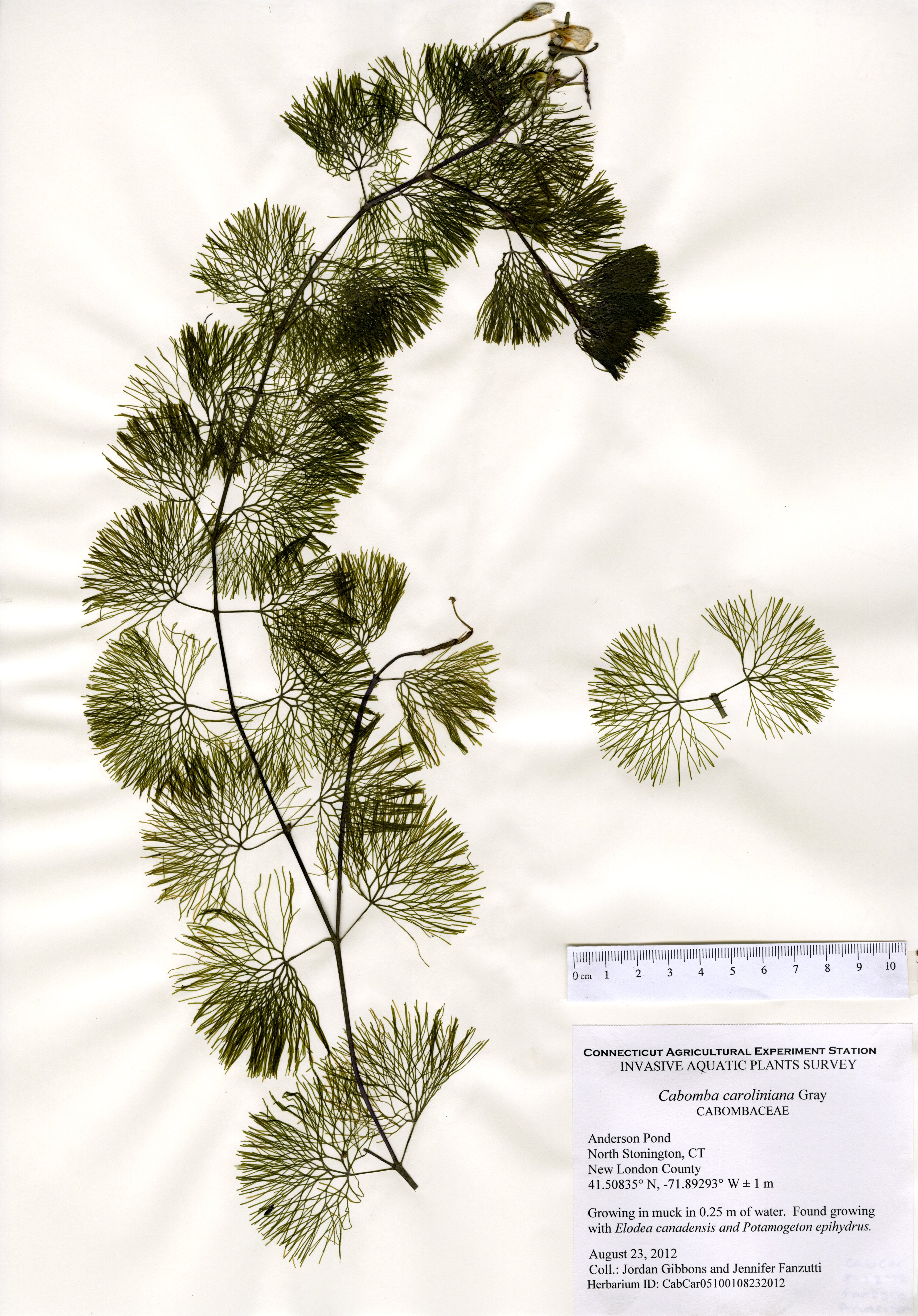 Fanwort, Anderson Pond, August 23, 2012