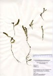 Myriophyllum alterniflorum, West Side Pond in Goshen, August 29, 2012