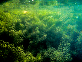 image of CT River hydrilla from USACOE