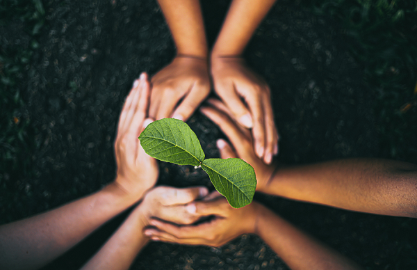 Planting a tree