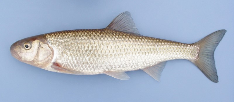 Fallfish.
