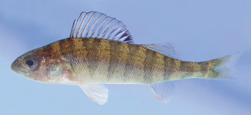 7 cm yellow perch in a tank.