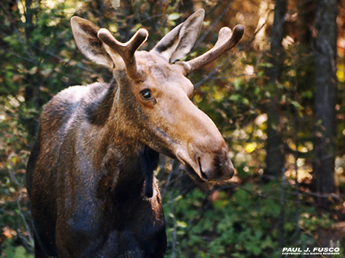 Moose
